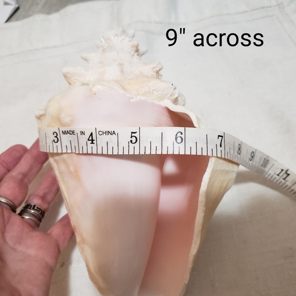 Heavy Conch Queen Shell - Picture 8 of 12